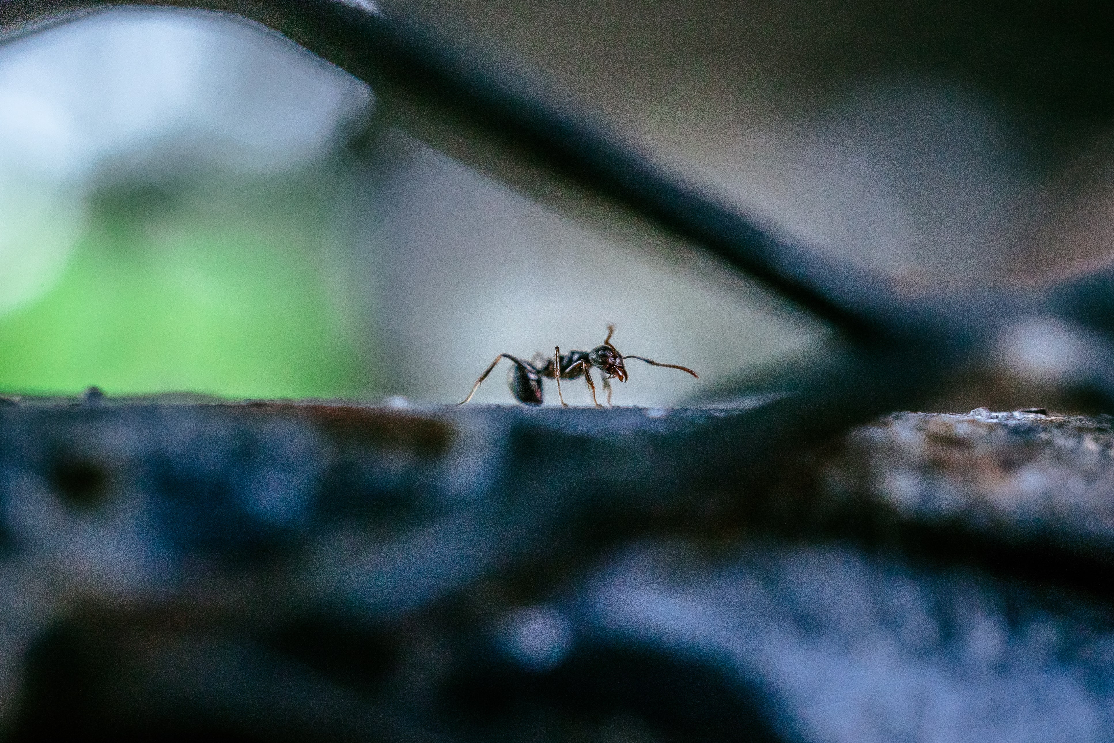 Invasion de fourmis : comment s’en protéger efficacement ?