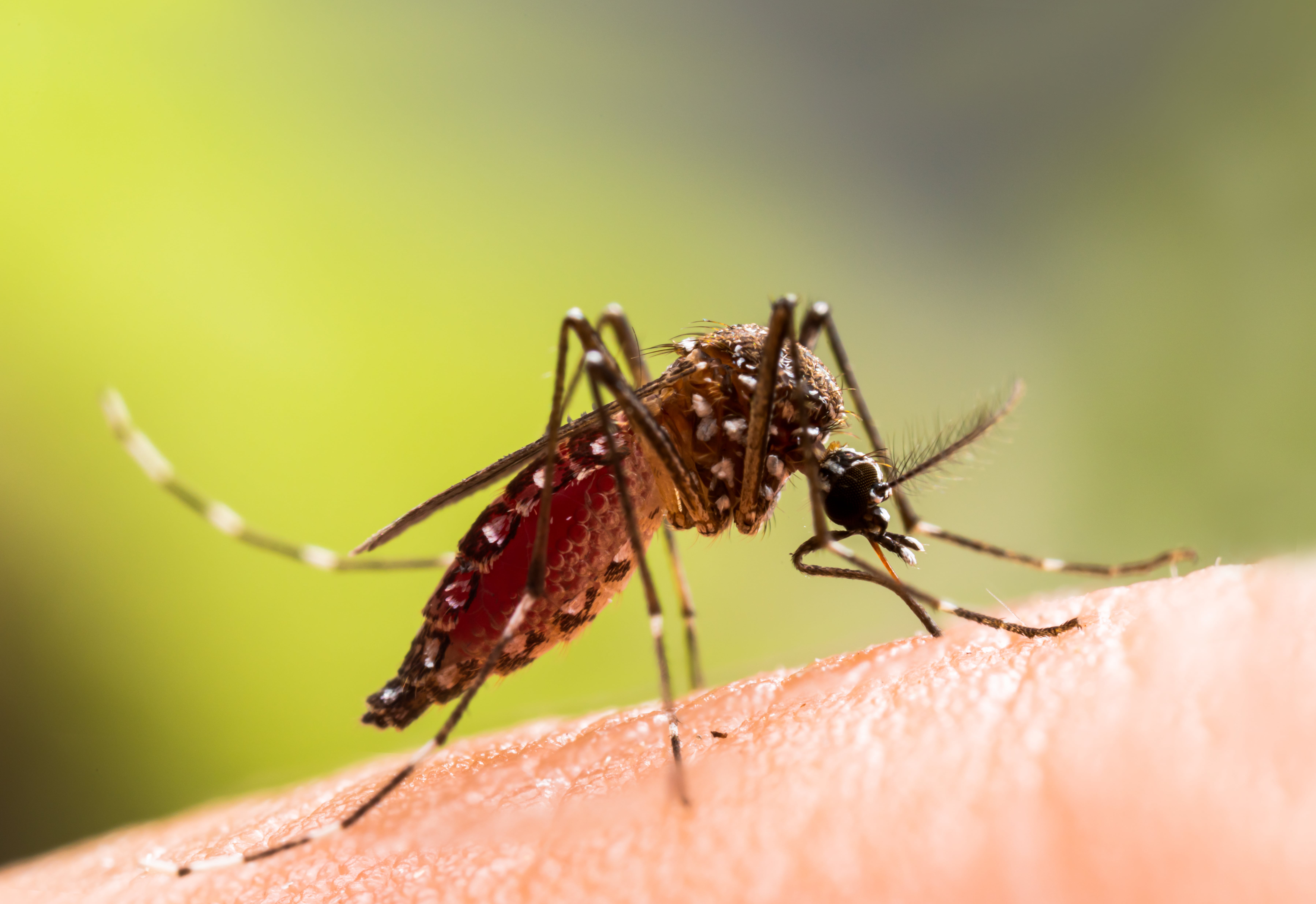 Moustiques tigres en Bretagne :  quelles solutions pour une protection efficace ?