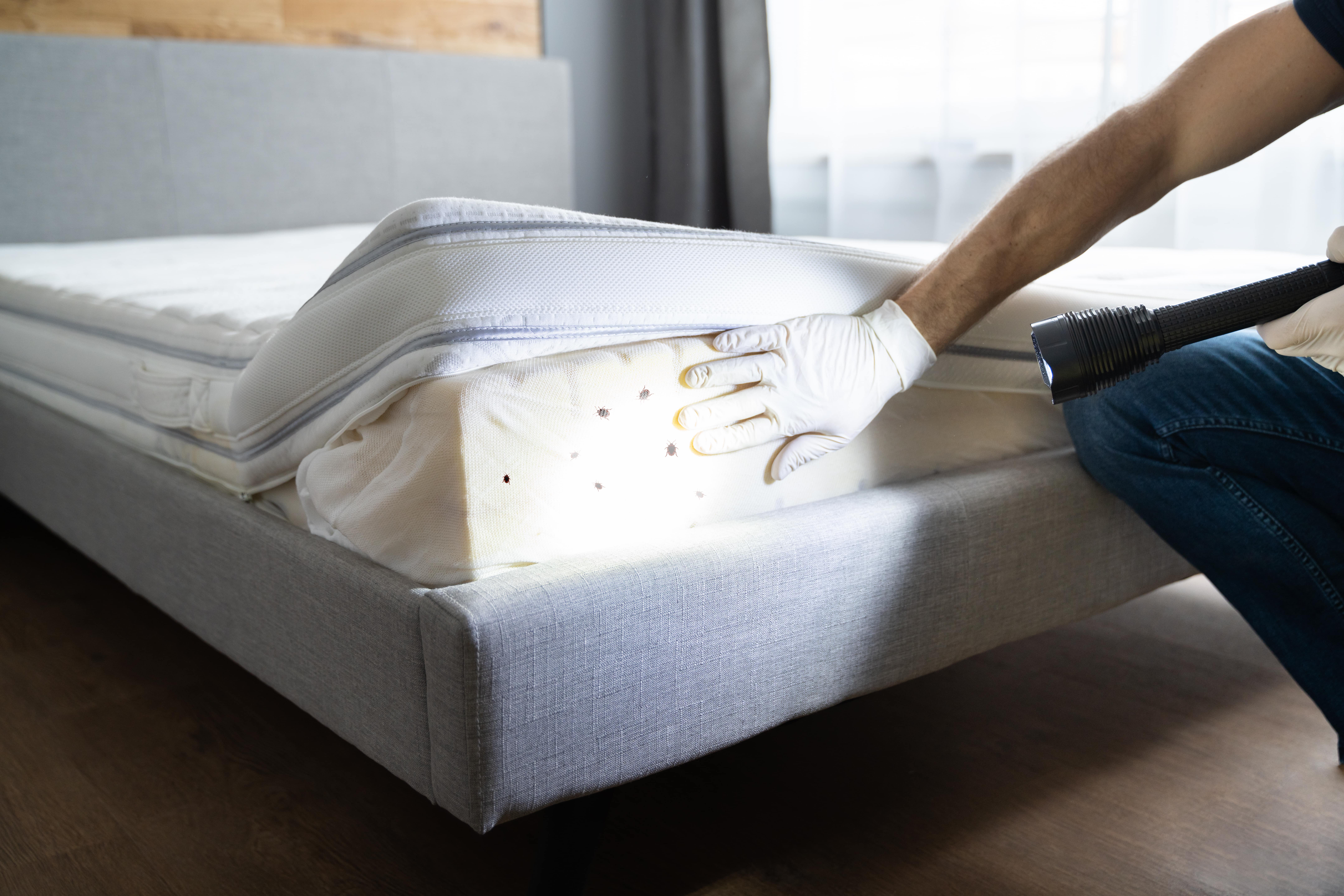 Punaises de lit : que faire en cas d’infestation ?