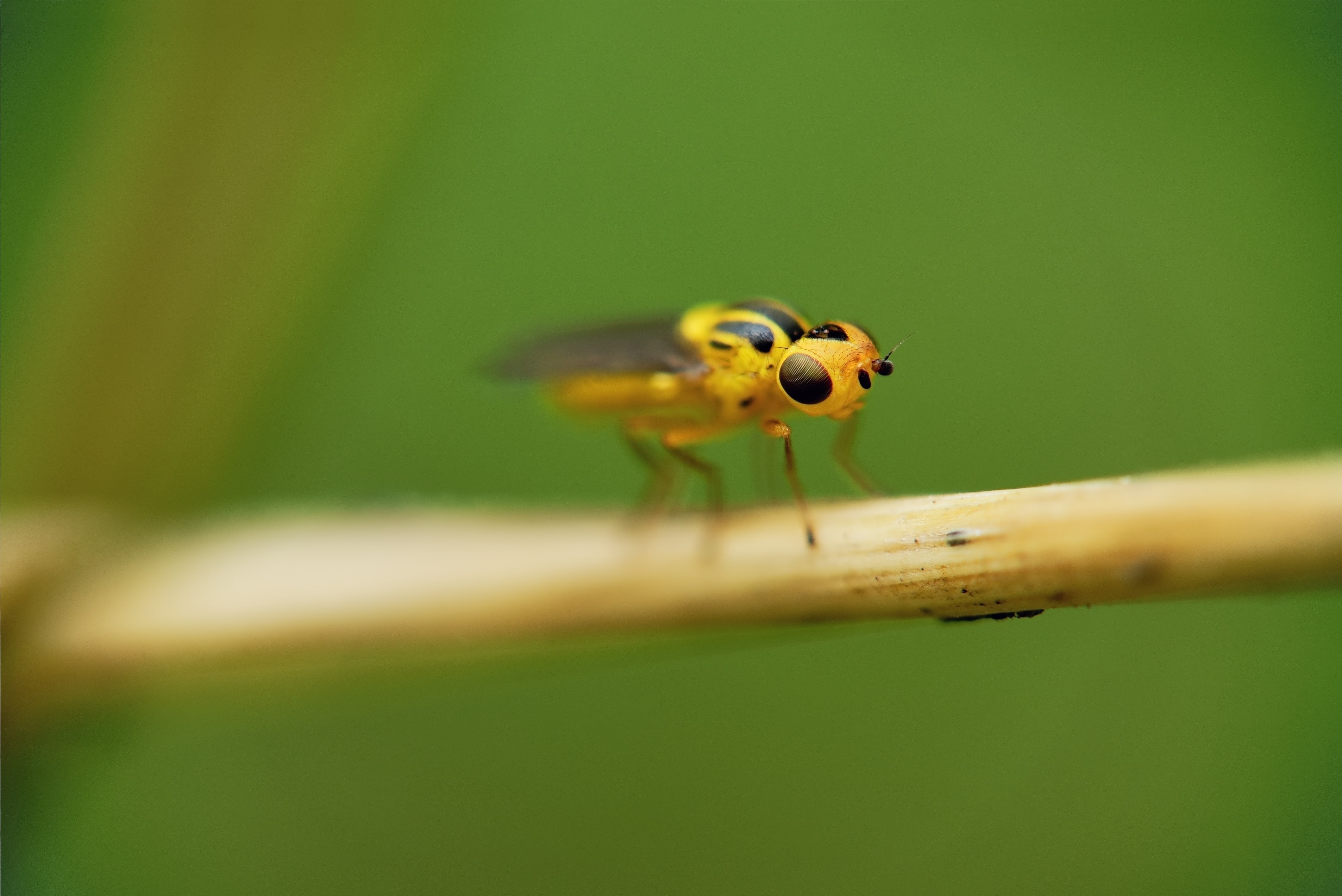 Moucherons Chloropides :  Comprendre et lutter contre ces nuisibles d’automne