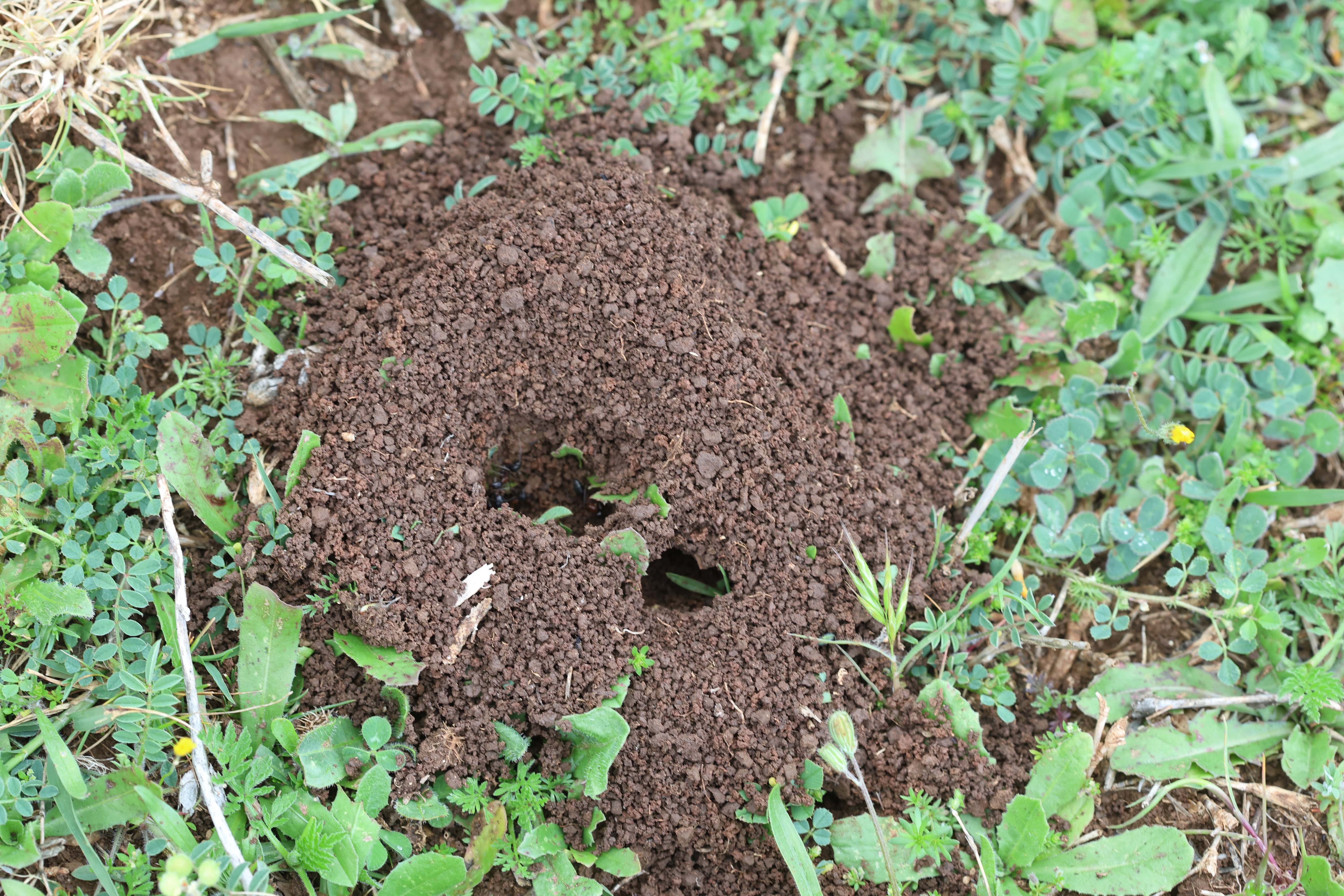 Invasion de fourmis : comment s’en protéger efficacement ?
