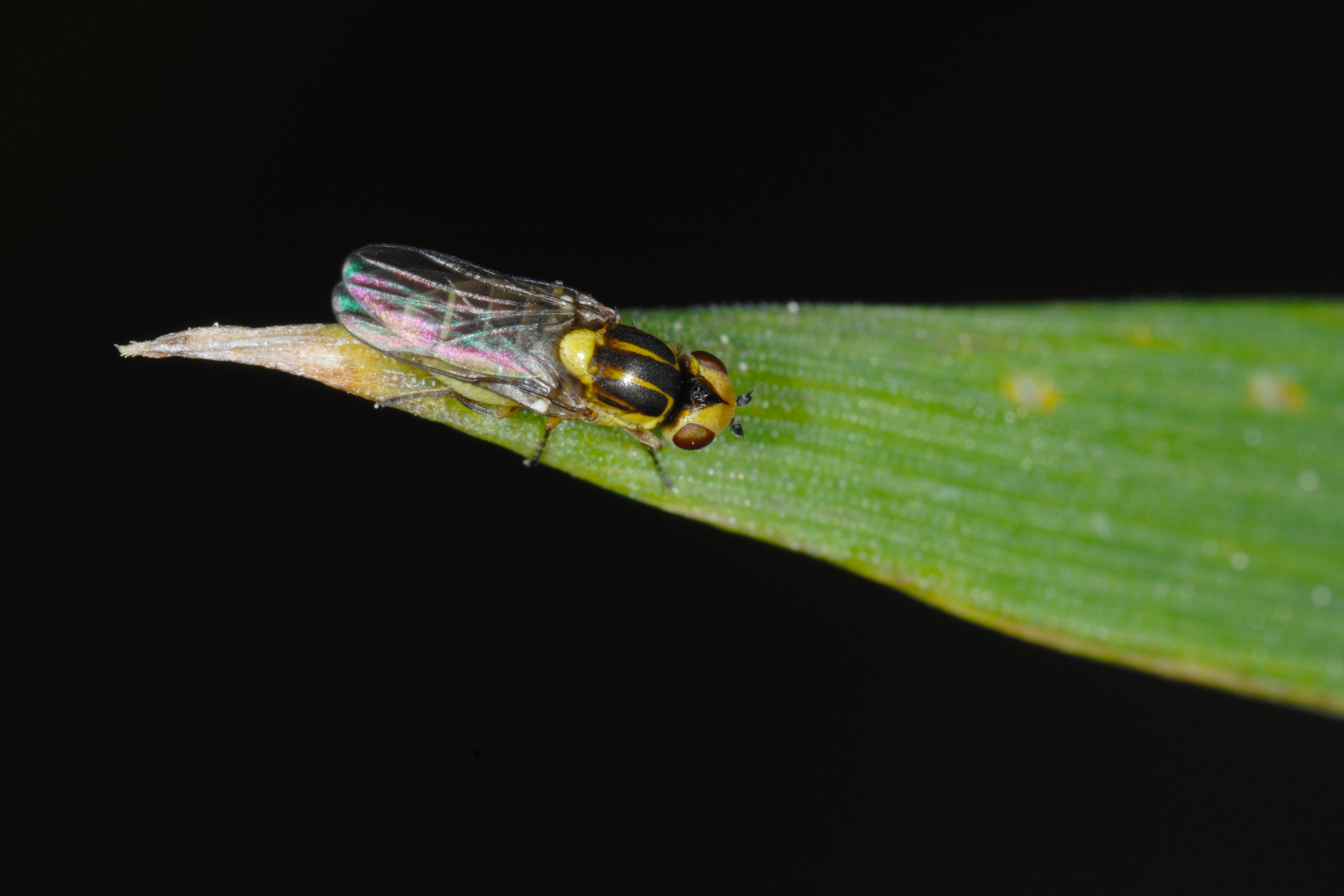 Moucherons Chloropides : Comprendre et lutter contre ces nuisibles d’automne