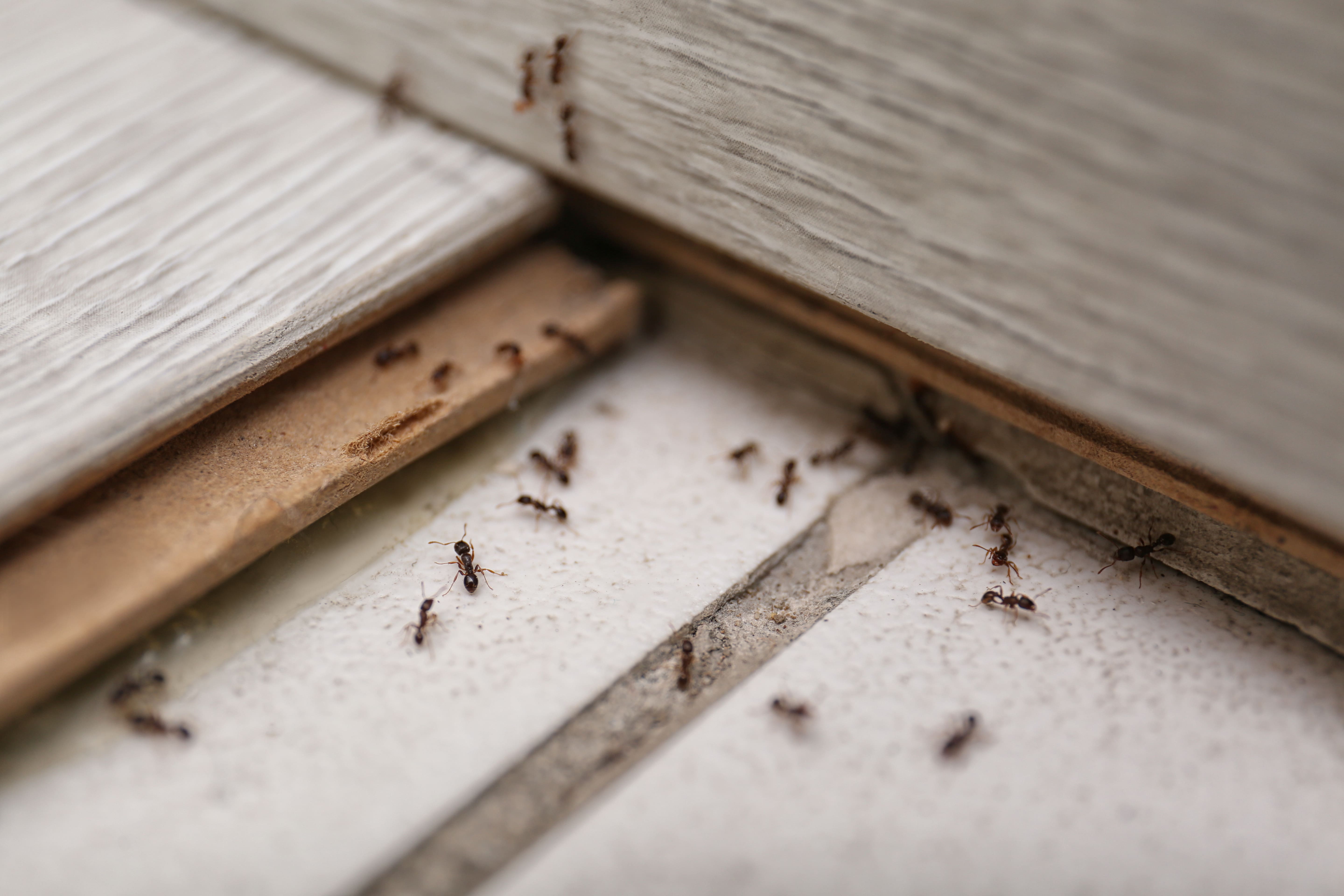 Invasion de fourmis : comment s’en protéger efficacement ?