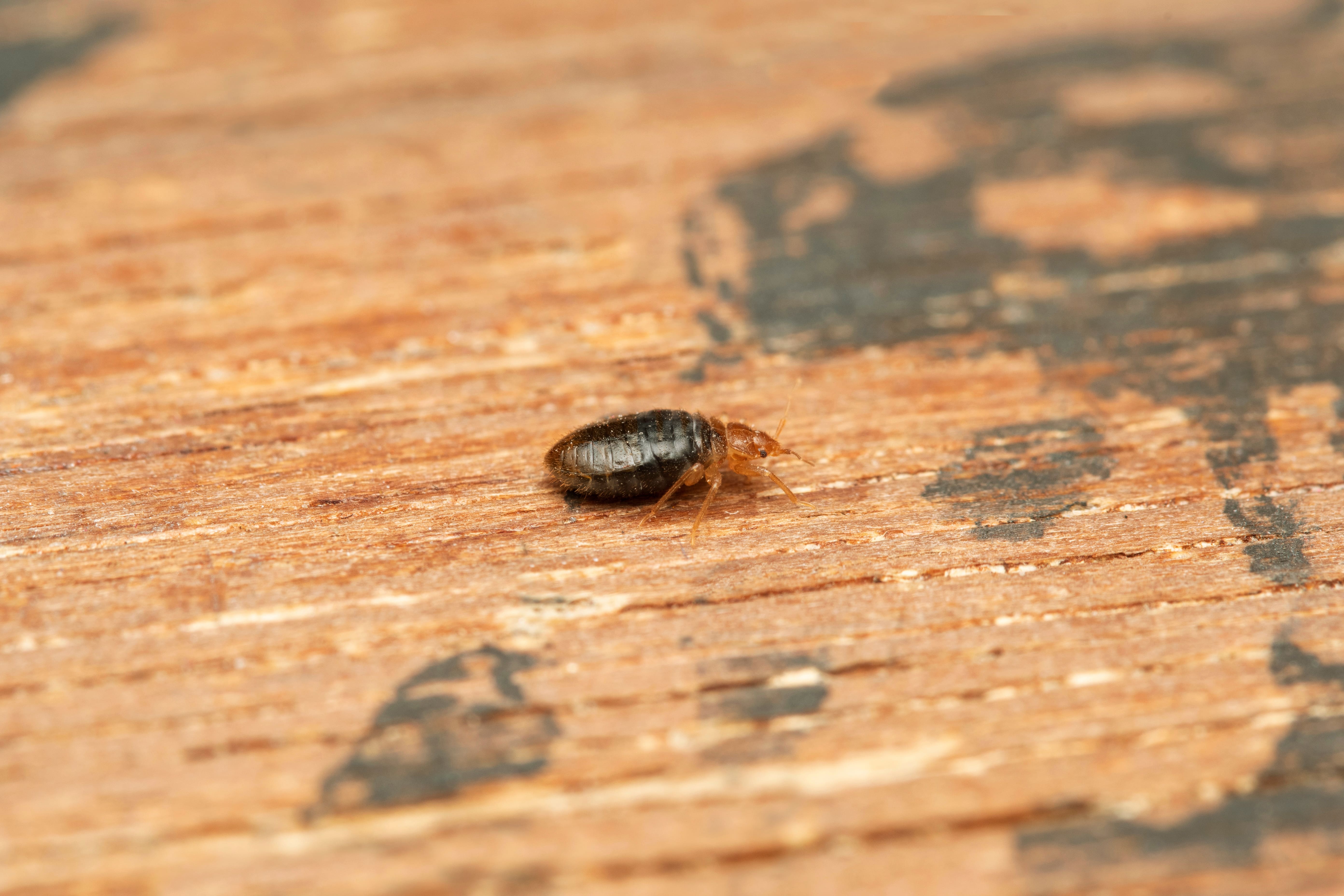 Punaises de lit : que faire en cas d’infestation ?