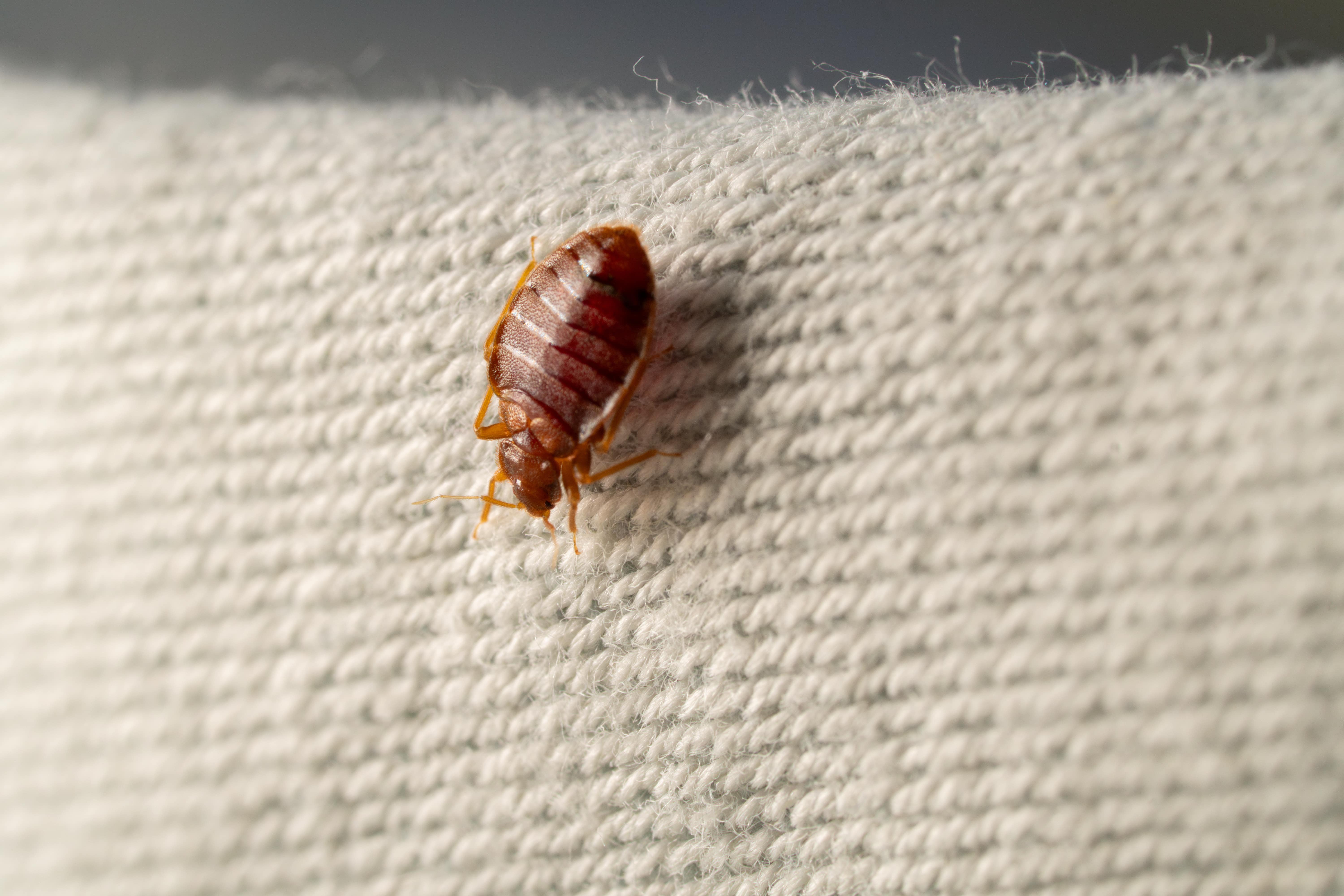 Punaises de lit : que faire en cas d’infestation ?