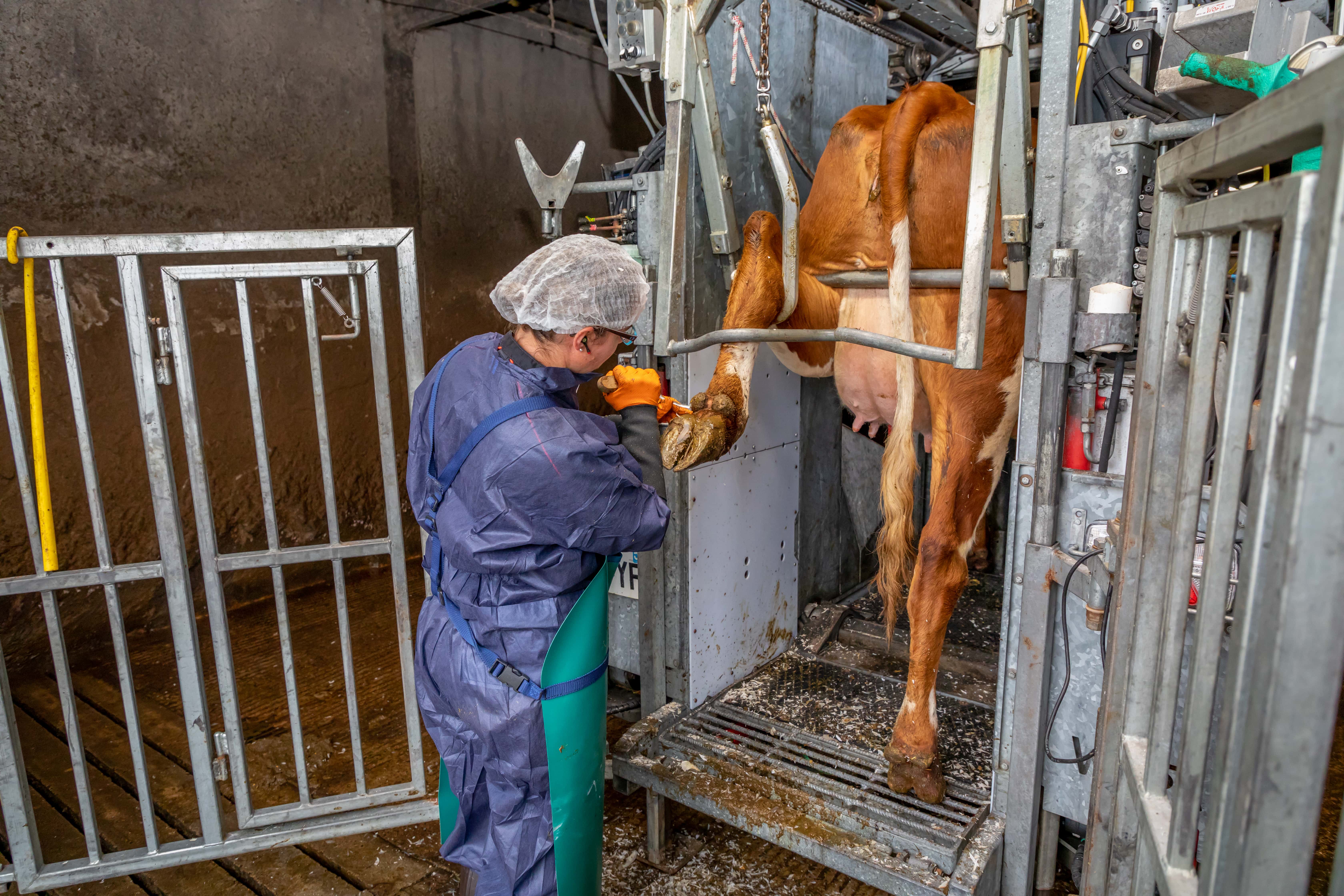 Pourquoi le parage bovin est essentiel en élevage ? Un animal en bonne santé est un animal plus productif. Dans les élevages laitiers et allaitants, les boiteries sont un problème fréquent et coûteux. Elles sont souvent dues à un excès de corne ou à des lésions non détectées à temps.  En moyenne, une boiterie coûte entre 250 et 500 € par vache et peut engendrer jusqu’à 35 % de perte de production laitière. Le parage préventif est la meilleure solution pour : •	Rétablir l’équilibre des charges sur les onglons, •	Améliorer le confort et le bien-être de l’animal, •	Garantir un meilleur rendement laitier et reproductif, •	Faire gagner du temps et de l’énergie à l’éleveur. Le parage préventif : une stratégie gagnante Chez Farago Bretagne, nos pédicures bovins interviennent avec une approche complète et professionnelle : ✔ Un suivi régulier en élevage Un parage en lot, adapté au stade physiologique des animaux, permet d’anticiper les risques de boiteries. L’objectif : 0 boiteries au tarissement. ✔ Un parage fonctionnel Chaque vache bénéficie d’un bilan lésionnel complet. Cela permet d’identifier les facteurs de risque, de corriger les lésions et de proposer des solutions concrètes pour limiter leur réapparition. ✔ Les moments clés pour le parage préventif Parage au tarissement La période de tarissement est idéale car la vache est au repos. Les lésions peuvent cicatriser et les onglons retrouver leur forme optimale avant le vêlage. Parage post-vêlage Un parage à 45 jours après vêlage limite le stress métabolique et prévient l'apparition de nouvelles pathologies podales. Suivi semestriel Un contrôle régulier tous les 4 à 6 mois maintient la santé des onglons et réduit durablement les boiteries 